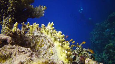 静态<strong>视频</strong>珊瑚礁红色的海阿布<strong>配音</strong>美丽的水下景观热带鱼珊瑚生活珊瑚礁埃及